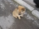 Муха Качалівна фотография #27 (источник - https://vk.com/id74146058)