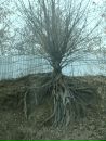Фотография Алевтина Грунина