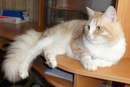 Діана Ставка фотография #10 (источник - https://vk.com/id166687039)