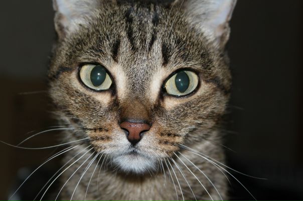 №1, Анна Шагалова, 16.6.1984 №1, Анна Шагалова, 16.6.1984