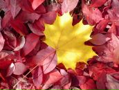 Фотография Святогоровой Валерии