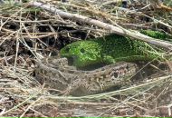 Фотография Бессоновой Ирины