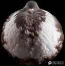 Міша Джула фотография #14 (источник - https://vk.com/id69596625)