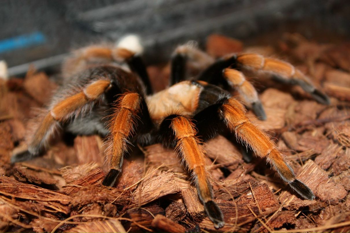 Дмитрий Борисенко фотография #18