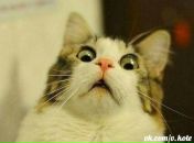 Фотография Печникова Антона