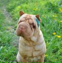 Фотография Пшеничниковой Жени