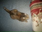 Дашка Модова фотография #28 (источник - https://vk.com/id2251602)