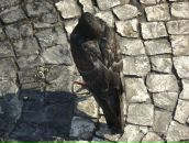 Артём Павеличев фотография #42 (источник - https://vk.com/id72030549)