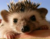 Фотография Velichko Alexandr