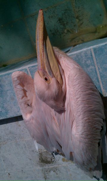 Руст Ам фото №40