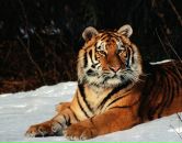 Фотография Амозовой Ирины