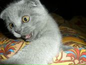 Фотография Ковшовой Марины