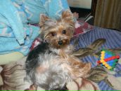 Вован Sid фотография #38 (источник - https://vk.com/id489035)