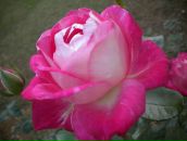 Фотография Migueiz Anna