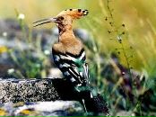 Ігор Одуд фотография #1