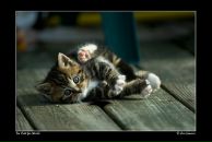 Віталік Лозинський фотография #2 (источник - https://vk.com/id18027201)