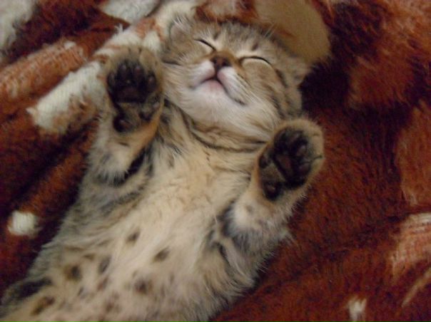 Алина Киселева фото №22