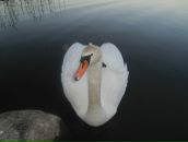 Фотография Kolosova Irina