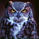 Фотография Филина Александра