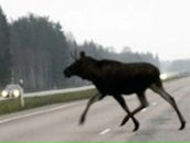 Фотография Немеша Валеры