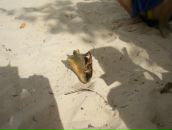 Ігор Костюк фотография #34 (источник - https://vk.com/id121317573)