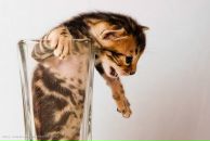 Фотография Игыча Варяга