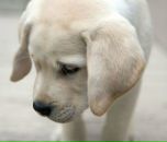 Іра Лозинська фотография #50 (источник - https://vk.com/id51513340)