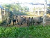 Борис Сергеевич фотография #8 (источник - https://vk.com/id223648)