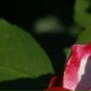 Екатерина Бояринова фотография #27 (источник - https://vk.com/id2134049)