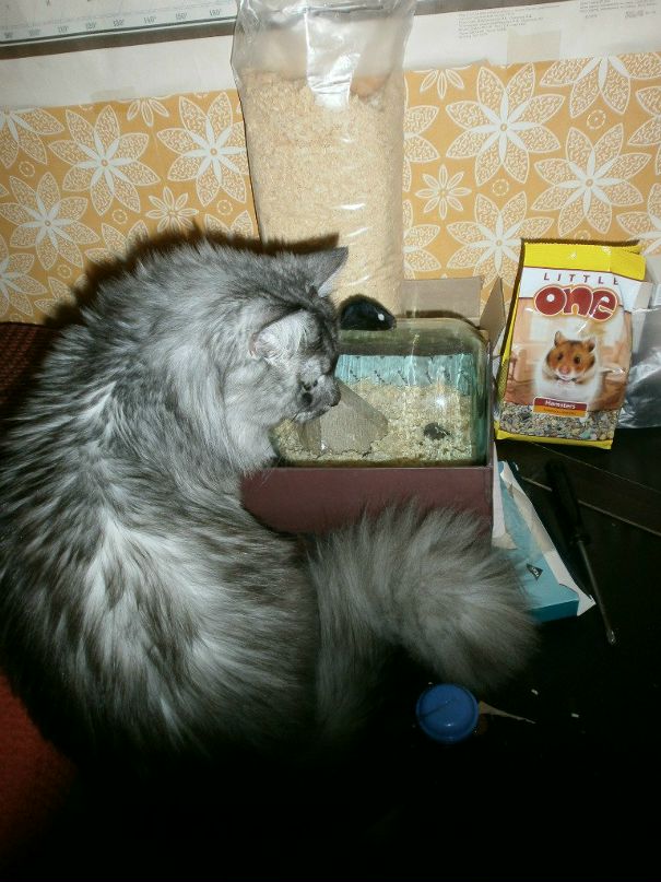 Мак Ков фотография #10