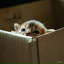 Оленка Хаєцька фотография #42 (источник - https://vk.com/id71197879)