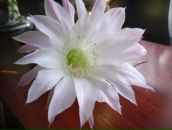 Фотография Мингазовой Алсу