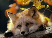 Фотография Лисицыной Алёны