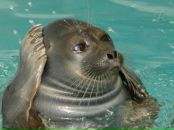 Фотография Сухарева Вовы