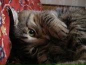 Фотография Лысенковой Ирины