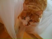 Дмитрий Бошманн фотография #4 (источник - https://vk.com/id34508)