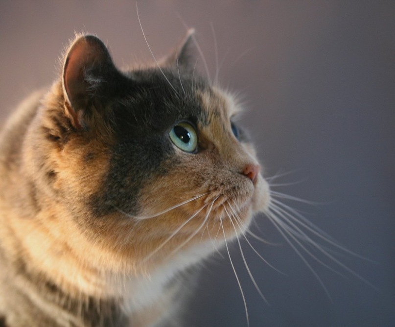 Dark Elf фотография #10