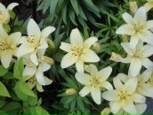 Фотография Граубергер Ксении