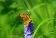 Виталий Маланин фотография #46 (источник - https://vk.com/id698311)