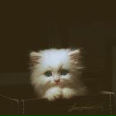 Аліна Деревенських фотография #11 (источник - https://vk.com/id15281970)