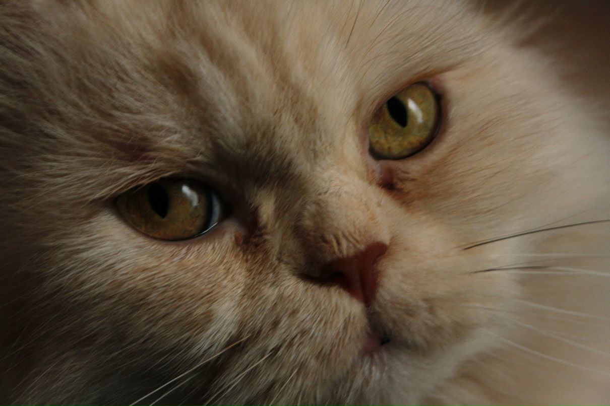 Mr Dunhill фотография #1