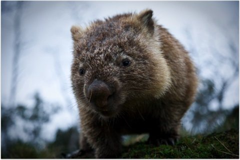 №18, Ярослав Осмыслительный №18, Ярослав Осмыслительный