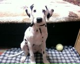 Антон Котов фотография #43 (источник - https://vk.com/id288997)