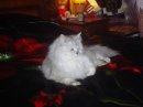 Silver Cat фотография #9 (источник - https://vk.com/id2454853)