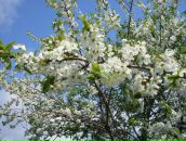 Фотография Шаймухаметова Уразбахтиной Дианы