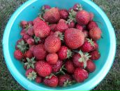 Фотография Сауковой Елены