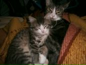 Світлана Аляєва фотография #42 (источник - https://vk.com/id5726732)