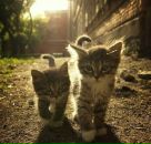 Фотография Конякина Александра