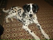 Фотография Дамбиевой Марии