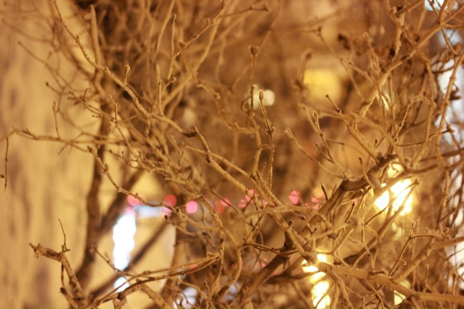 №9, Ксения Бачинская №9, Ксения Бачинская